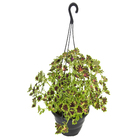 Coleus Cuia 21