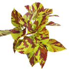 Coleus PT14 Afonso
