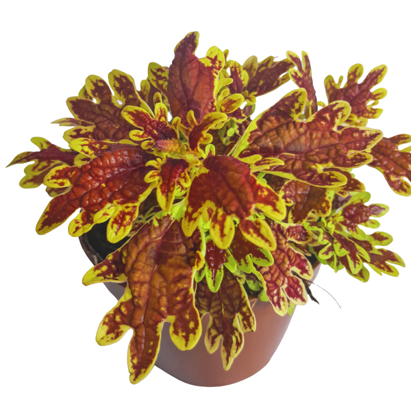 Coleus PT14 Afonso