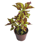 Coleus PT14 Afonso