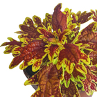 Coleus PT14 Afonso