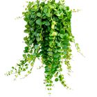 COLUMEIA MICROFILA BRANCA C18