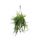 Columnea Twister C21