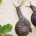 Combate Lesmas Caramujos E Caracóis Lesmicida Kelldrin 250g