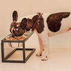 Comedouro E Bebedouro Dorothy Médio Co25 Vinci Móveis