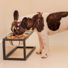 Comedouro E Bebedouro Dorothy Pequeno Co15 Vinci Móveis