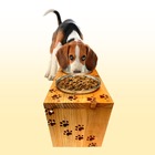 Comedouro Elevado Artesanal Com Duas Bandejas Para Pets