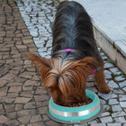 Comedouro Inox Prestige Azul 450ml - Durável E Antiderrapante