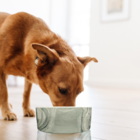 Comedouro para Cachorro Cerâmica M Cinza Chalesco