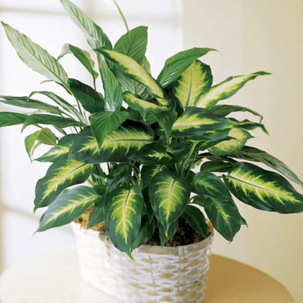 Comigo Ninguém Pode 40cm Planta Decorativa para Sala Muda Pot