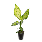 Comigo-Ninguém-Pode Pote 15