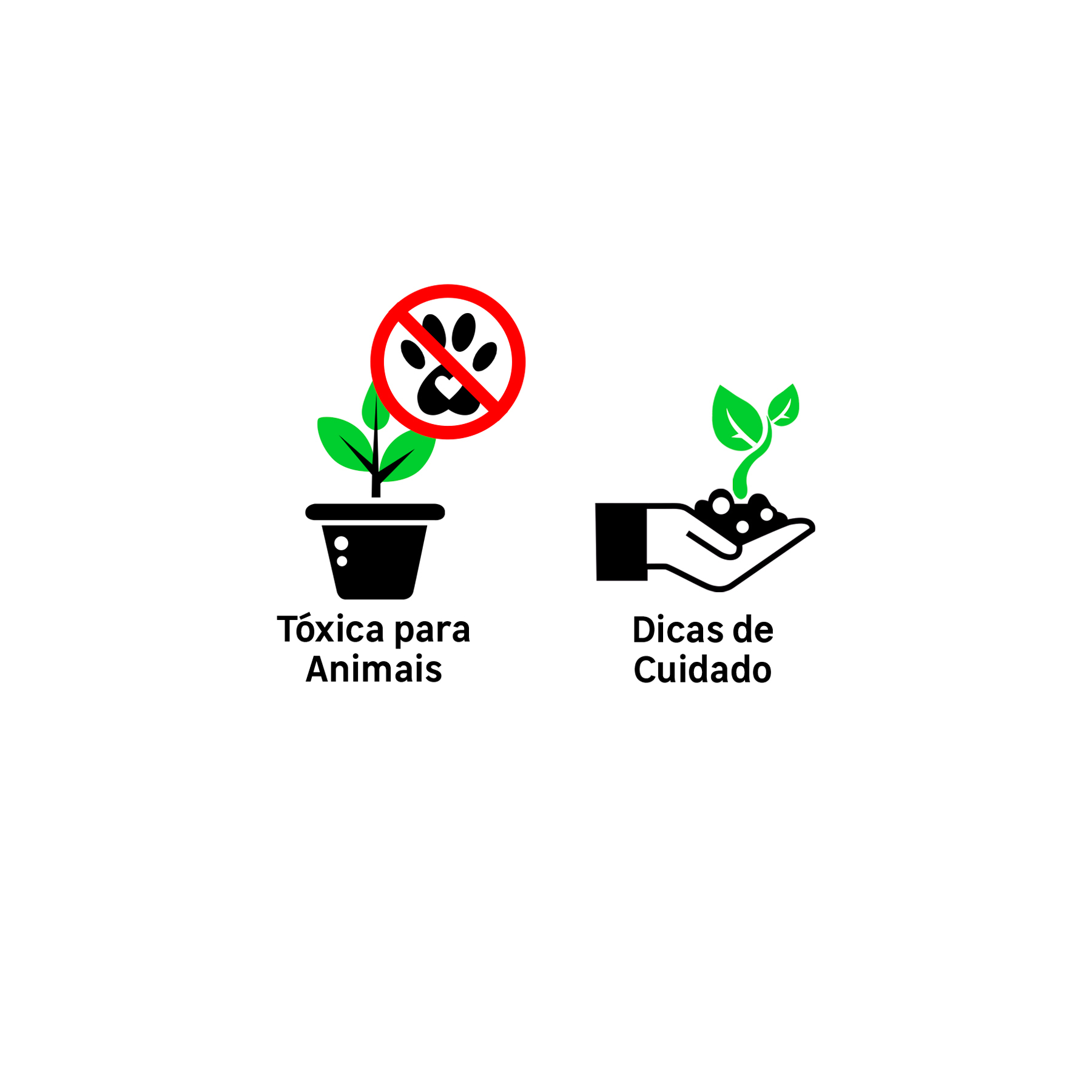 Comigo Ninguém Pode Pote 15 Planta Natural: Como Cuidar