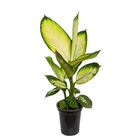 Comigo-Ninguém-Pode Pote 15