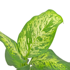 Comigo-Ninguém-Pode Pote 15