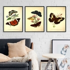 Composição 3 Quadros Borboletas Vintage 24x18cm - Com Vidro M