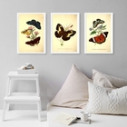 Composição 3 Quadros Borboletas Vintage 33x24cm - Com Vidro M