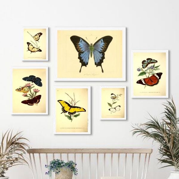 Composição 6 Quadros Decorativos Borboletas Vintage Moldura:m