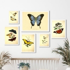 Composição 6 Quadros Decorativos Borboletas Vintage Moldura:m