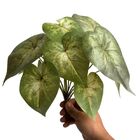 Conjunto 15 Buquês De Folhagens Artificiais - Planta Singônio