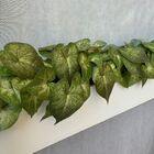 Conjunto 15 Buquês De Folhagens Artificiais - Planta Singônio