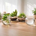 Conjunto 3 Vasos Vidro Tipo Aquário Gigante, Grande E Médio D