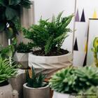 Conjunto 4 Cachepôs Concreto Artesanal Terrário 7,3cm Cinza