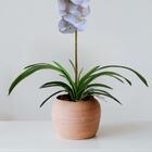 Conjunto 7 Folhagens De Orquídea Cymbidium Artificiais Toque