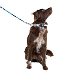 Conjunto Coleira E Guia Tamanho P Azul Noronha