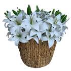 Conjunto Com 6 Buquês De Lírio Artificial - Decoração Clássic