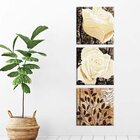 Conjunto De 3 Telas Decorativas Em Canvas Rosas Brancas Único