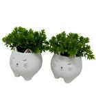 Conjunto De Cachepô Gatinhos Com Suculenta