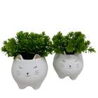 Conjunto De Cachepô Gatinhos Com Suculenta