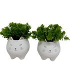 Conjunto De Cachepô Gatinhos Com Suculenta