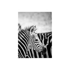 Conjunto De Quadros Decorativos 100x70 Cm Zebra 022 Com Moldu