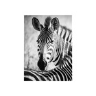 Conjunto De Quadros Decorativos 135x135 Cm Zebra 022 Com Mold