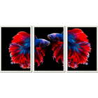 Conjunto De Quadros Decorativos Peixe Beta Ii Sem Vidro Branco