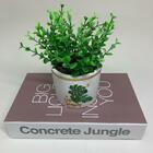 Conjunto Livro Decorativo E Vaso Estampa Costela De Adão