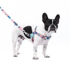 Conjunto Peitoral Antipuxao E Guia G Rosa Laguna