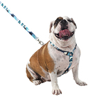 Conjunto Peitoral H E Guia Tamanho M Azul Noronha