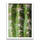 Conjunto Quadros Decorativos 3 Peças 20x30 Cactos - Moldura B