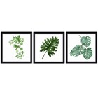 Conjunto Quadros Decorativos 3 Peças 25x25 Folhas - Moldura P