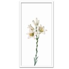 Conjunto Quadros Decorativos 3 Peças 30x60 Flora - Moldura Br