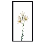 Conjunto Quadros Decorativos 3 Peças 30x60 Flora - Moldura Pr