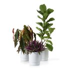 Conjunto Vaso Autoirrigável Alumínio Branco