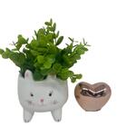 Conjunto Vaso Gatinho Com Planta E Mini Coração Rose Gold