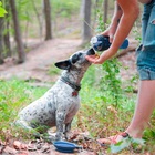 Copo Comedouro Bebedouro 2 Em 1 Raçao Agua Pet Dog Cachorro A