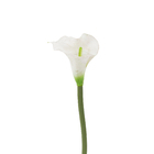 Copo de Leite Branca 72cm