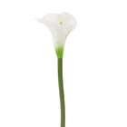 Copo de Leite Branca 72cm