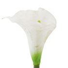 Copo de Leite Branca 72cm