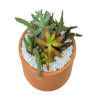 Coquetel Cactus E Suculentas P18 Vb